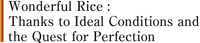 Wonderful Rice :Thanks to Ideal Conditions and the Quest for Perfection 